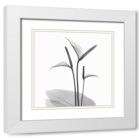 Flamingo Plant in BandW White Modern Wood Framed Art Print with Double Matting by Koetsier, Albert