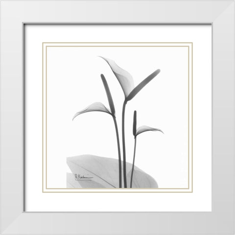 Flamingo Plant in BandW White Modern Wood Framed Art Print with Double Matting by Koetsier, Albert