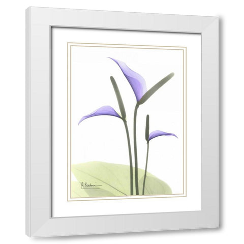 Flamingo Plant in Full Bloom White Modern Wood Framed Art Print with Double Matting by Koetsier, Albert