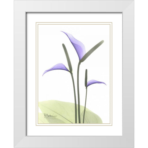 Flamingo Plant in Full Bloom White Modern Wood Framed Art Print with Double Matting by Koetsier, Albert