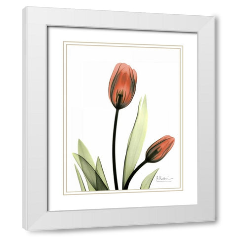 Red Tulips White Modern Wood Framed Art Print with Double Matting by Koetsier, Albert