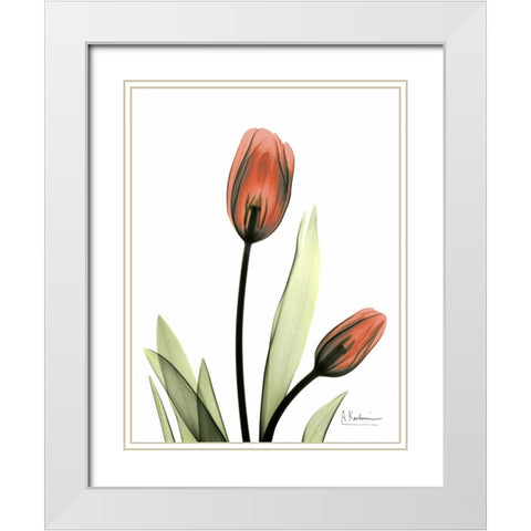 Red Tulips White Modern Wood Framed Art Print with Double Matting by Koetsier, Albert