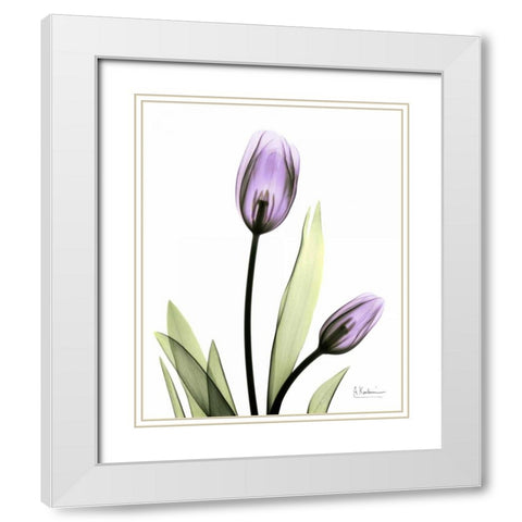 Tulip in Full Bloom White Modern Wood Framed Art Print with Double Matting by Koetsier, Albert