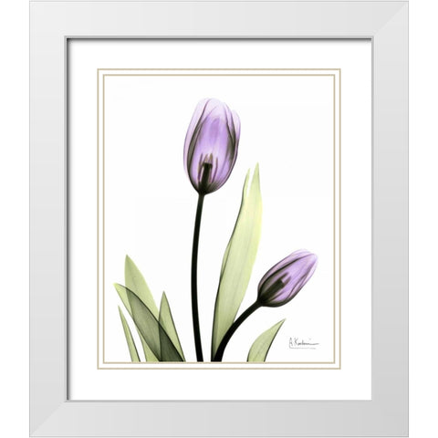 Tulip in Full Bloom White Modern Wood Framed Art Print with Double Matting by Koetsier, Albert