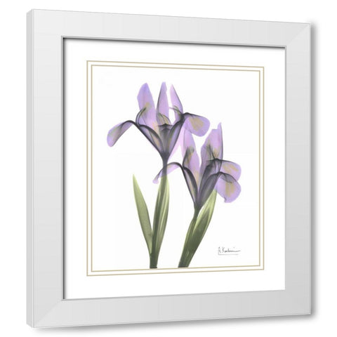 Purple Iris White Modern Wood Framed Art Print with Double Matting by Koetsier, Albert