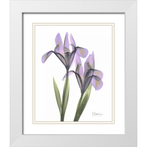 Purple Iris White Modern Wood Framed Art Print with Double Matting by Koetsier, Albert