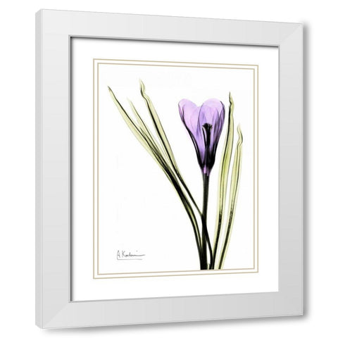 Purple Crocus White Modern Wood Framed Art Print with Double Matting by Koetsier, Albert