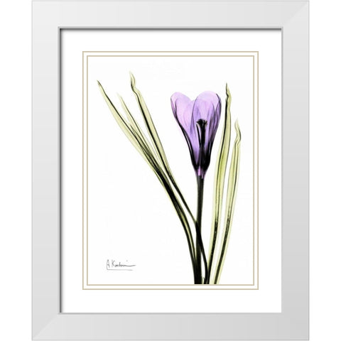 Purple Crocus White Modern Wood Framed Art Print with Double Matting by Koetsier, Albert