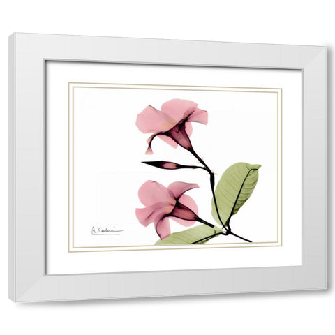 Pink Mandelila Bunch White Modern Wood Framed Art Print with Double Matting by Koetsier, Albert