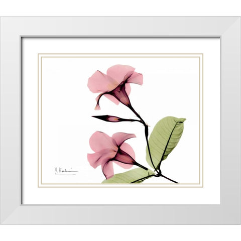 Pink Mandelila Bunch White Modern Wood Framed Art Print with Double Matting by Koetsier, Albert