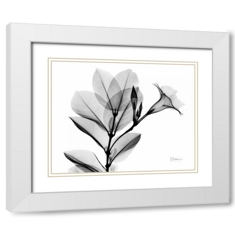 Mandelilla L265 White Modern Wood Framed Art Print with Double Matting by Koetsier, Albert