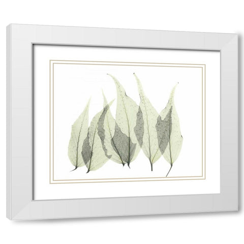 Japanese Fern in Green White Modern Wood Framed Art Print with Double Matting by Koetsier, Albert