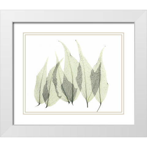 Japanese Fern in Green White Modern Wood Framed Art Print with Double Matting by Koetsier, Albert