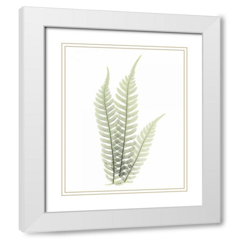 Tree Fern in Green White Modern Wood Framed Art Print with Double Matting by Koetsier, Albert