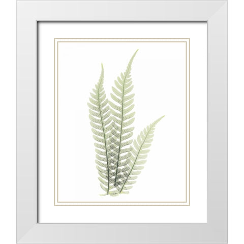 Tree Fern in Green White Modern Wood Framed Art Print with Double Matting by Koetsier, Albert