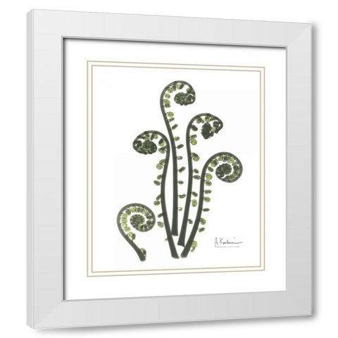 Fiddle Fern in Green White Modern Wood Framed Art Print with Double Matting by Koetsier, Albert