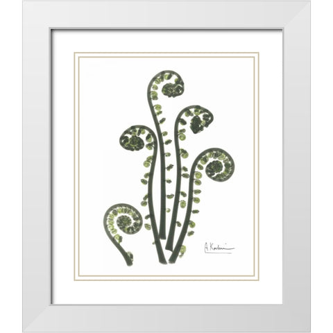 Fiddle Fern in Green White Modern Wood Framed Art Print with Double Matting by Koetsier, Albert