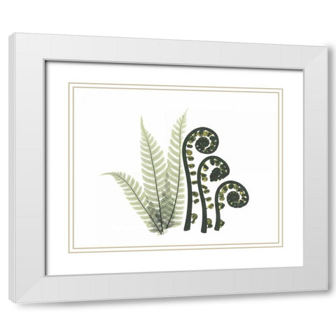 Tree and Fiddle Fern in Green White Modern Wood Framed Art Print with Double Matting by Koetsier, Albert