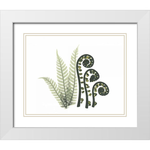 Tree and Fiddle Fern in Green White Modern Wood Framed Art Print with Double Matting by Koetsier, Albert