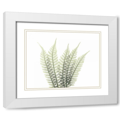 Tree Fern in Green 2 White Modern Wood Framed Art Print with Double Matting by Koetsier, Albert