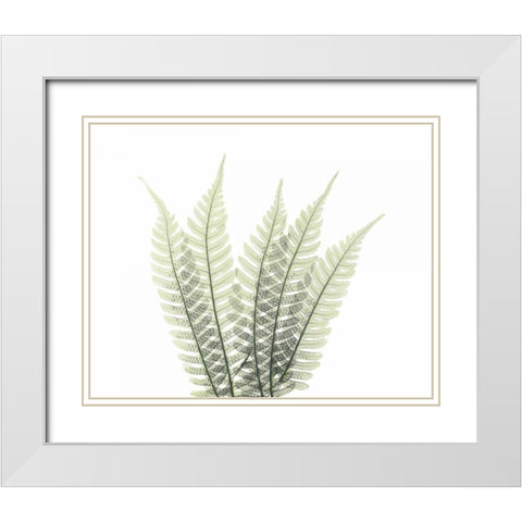 Tree Fern in Green 2 White Modern Wood Framed Art Print with Double Matting by Koetsier, Albert