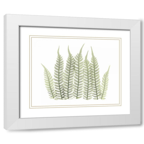 Tree Fern in Green 3 White Modern Wood Framed Art Print with Double Matting by Koetsier, Albert