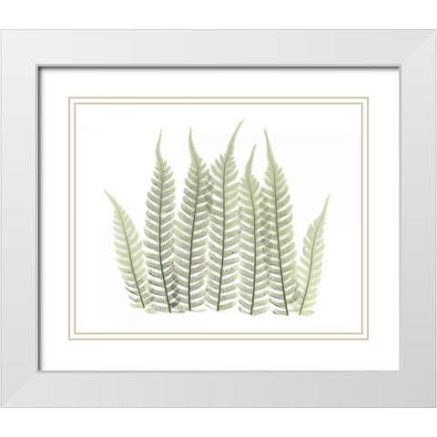 Tree Fern in Green 3 White Modern Wood Framed Art Print with Double Matting by Koetsier, Albert