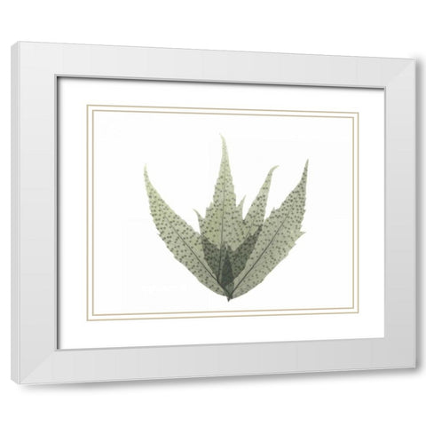 Japanese Fern in Green 2 White Modern Wood Framed Art Print with Double Matting by Koetsier, Albert