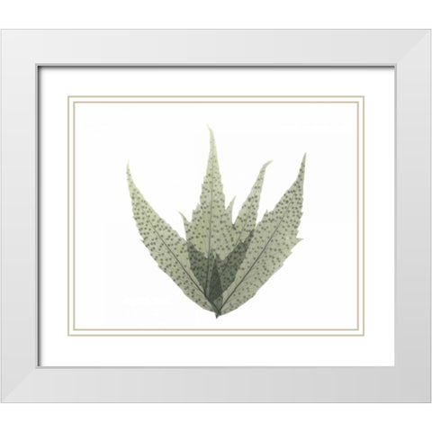 Japanese Fern in Green 2 White Modern Wood Framed Art Print with Double Matting by Koetsier, Albert