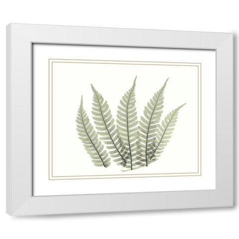 Tree Fern in Green 4 White Modern Wood Framed Art Print with Double Matting by Koetsier, Albert