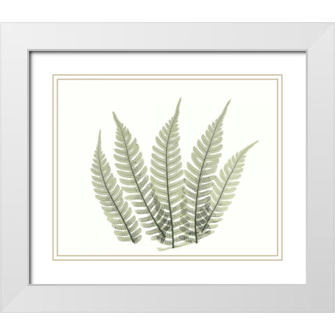 Tree Fern in Green 4 White Modern Wood Framed Art Print with Double Matting by Koetsier, Albert