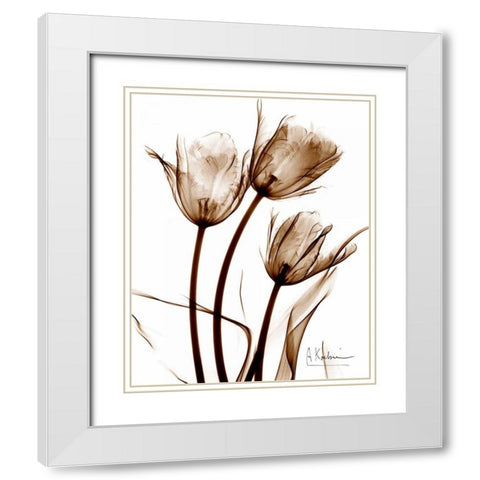 Tulip Arrangement in Brown White Modern Wood Framed Art Print with Double Matting by Koetsier, Albert