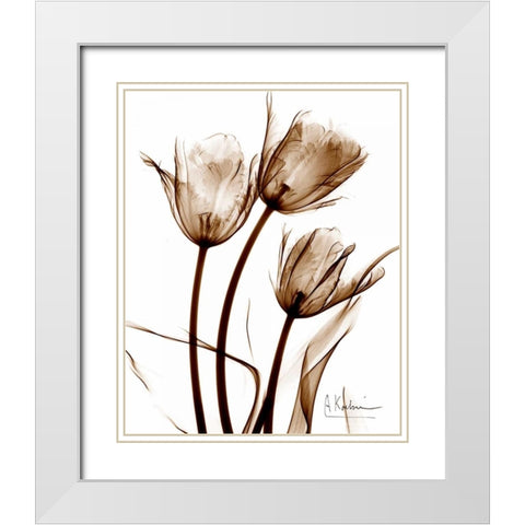 Tulip Arrangement in Brown White Modern Wood Framed Art Print with Double Matting by Koetsier, Albert