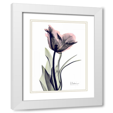 Single Tulip in Color White Modern Wood Framed Art Print with Double Matting by Koetsier, Albert