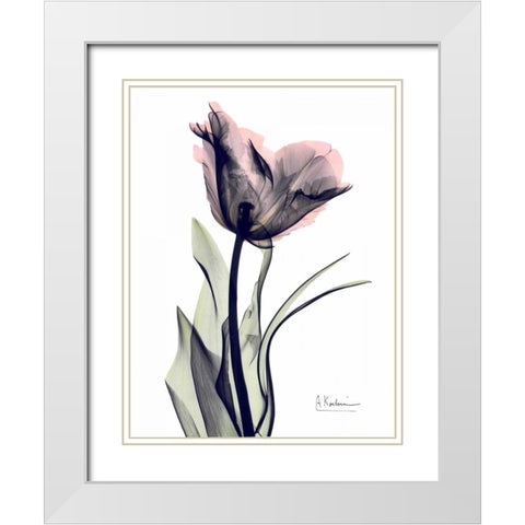 Single Tulip in Color White Modern Wood Framed Art Print with Double Matting by Koetsier, Albert