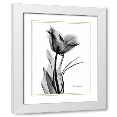 Single Tulip in BandW White Modern Wood Framed Art Print with Double Matting by Koetsier, Albert