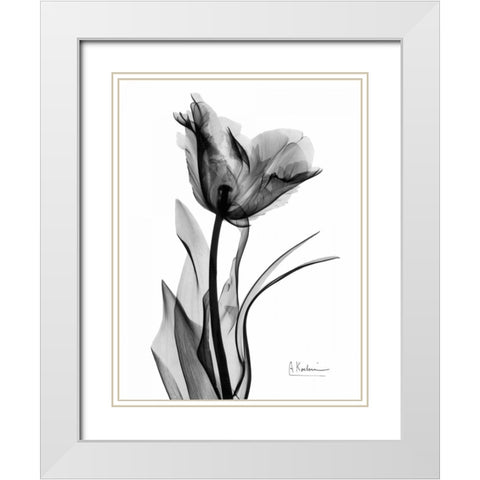 Single Tulip in BandW White Modern Wood Framed Art Print with Double Matting by Koetsier, Albert