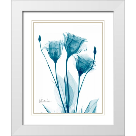 Three Gentian in Blue White Modern Wood Framed Art Print with Double Matting by Koetsier, Albert