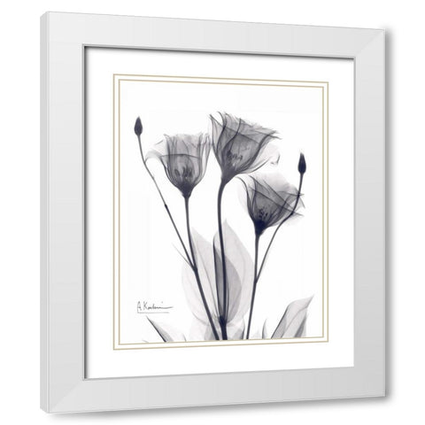 Three Gentian in BandW White Modern Wood Framed Art Print with Double Matting by Koetsier, Albert