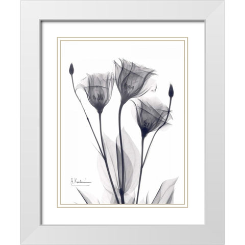 Three Gentian in BandW White Modern Wood Framed Art Print with Double Matting by Koetsier, Albert