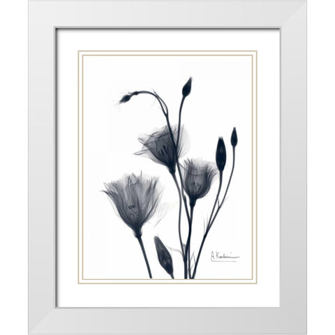 Bouquet of Gentian in BandW2 White Modern Wood Framed Art Print with Double Matting by Koetsier, Albert