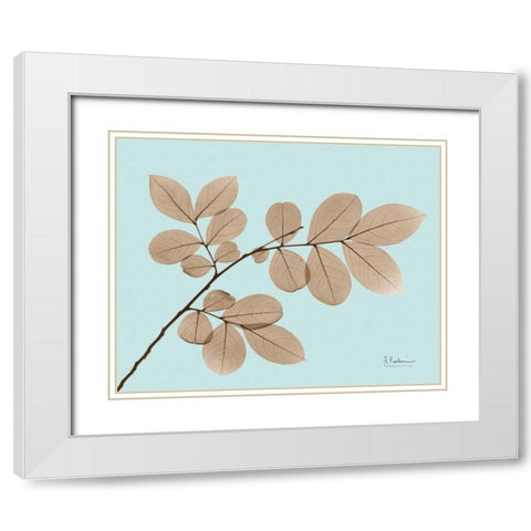 Myrtle Tree in Brown on Blue White Modern Wood Framed Art Print with Double Matting by Koetsier, Albert