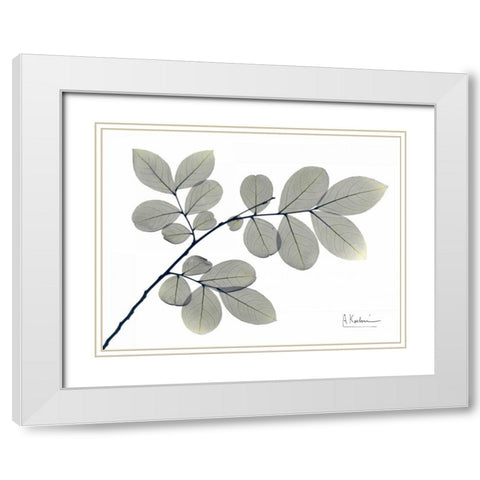 Myrtle Tree in Green White Modern Wood Framed Art Print with Double Matting by Koetsier, Albert