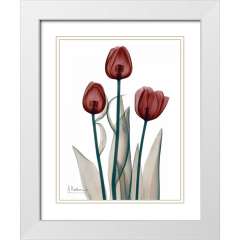 Early Tulips in Red White Modern Wood Framed Art Print with Double Matting by Koetsier, Albert