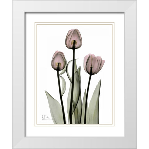 Early Tulips in Pink White Modern Wood Framed Art Print with Double Matting by Koetsier, Albert