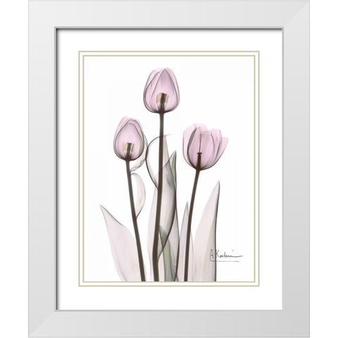 Early Tulips in Lavender White Modern Wood Framed Art Print with Double Matting by Koetsier, Albert