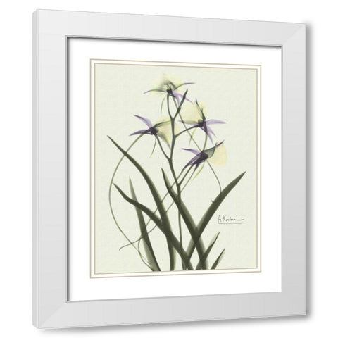 Orchids a Plenty in Purple on Beige White Modern Wood Framed Art Print with Double Matting by Koetsier, Albert