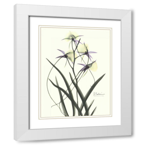 Orchids a Plenty in Purple and Yellow White Modern Wood Framed Art Print with Double Matting by Koetsier, Albert