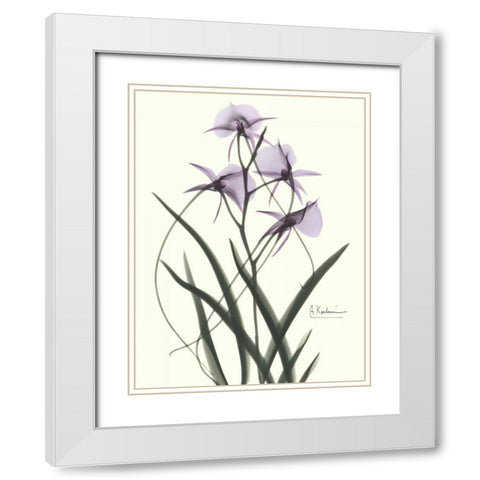 Orchids a Plenty in Purple White Modern Wood Framed Art Print with Double Matting by Koetsier, Albert