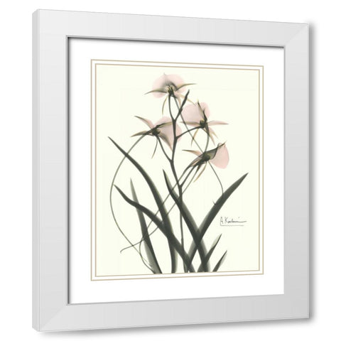 Orchids a Plenty in Pink White Modern Wood Framed Art Print with Double Matting by Koetsier, Albert